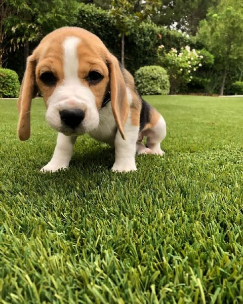 simpatici cuccioli di beagle per il reinserimento.