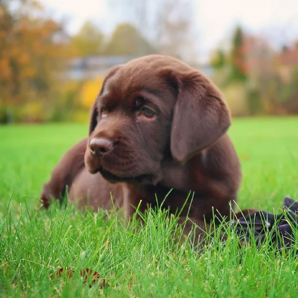 eccezionale labrador retriever in vendita.