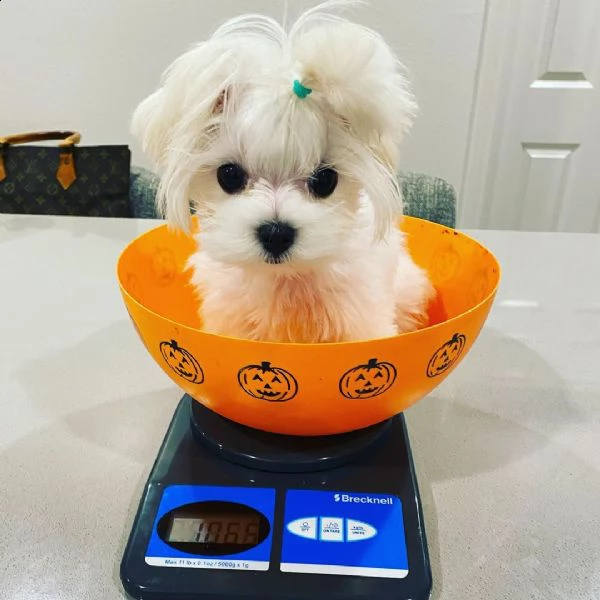 cuccioli di yorkie della tazza da tè del bambino per il reinserimento.