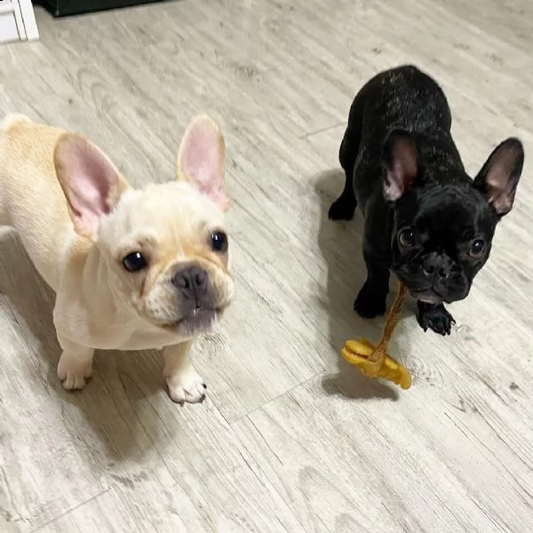 coppia carina di cuccioli di bulldog francese per l'adozione.