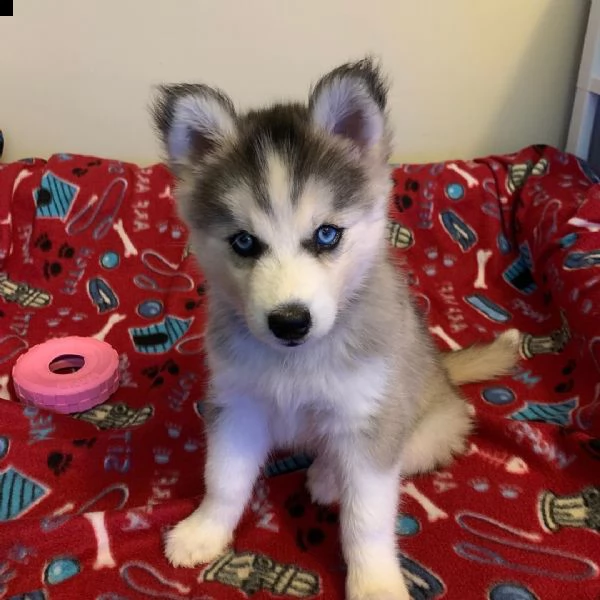 coppia carina di cuccioli di siberian husky per l'adozione.