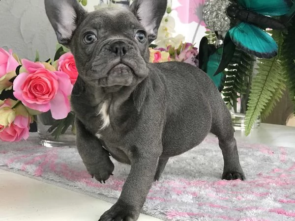 bouledogue francese blue | Foto 0
