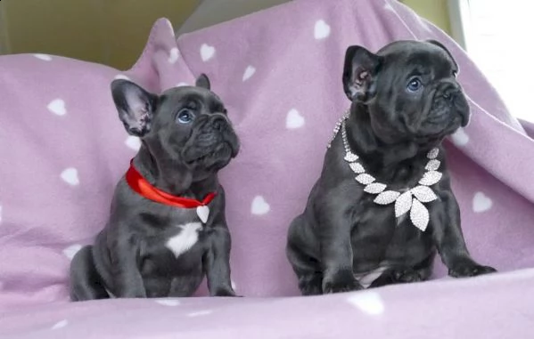 bouledogue francese blue certificato | Foto 0
