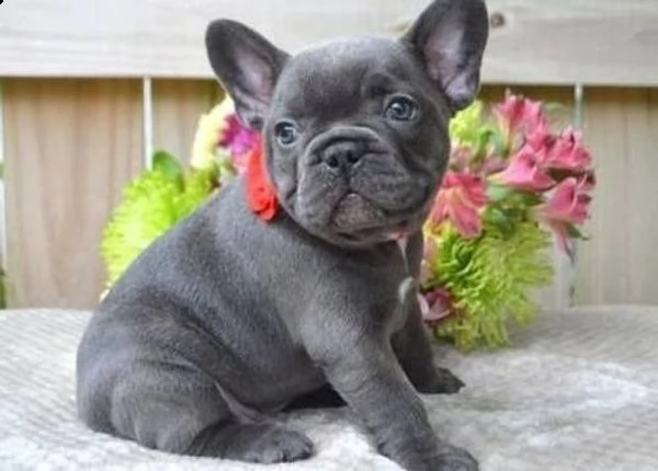 bouledogue francese blue certificato