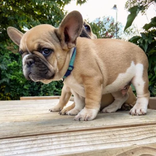 regalo  bulldog francese enci fci   disponibile cucciolo maschio di bulldog francese di altissima ge