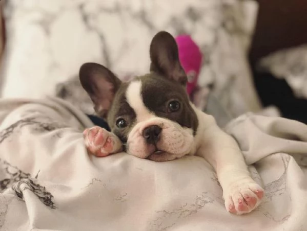 regalo  cuccioli bulldog francese con pedigree   disponibili 4 cuccioli di bulldog francese di , cre