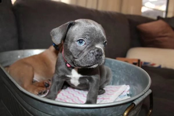  regalo  adorabili cuccioli di bulldog francese femminucce e maschietti disponibili per l'adozione  