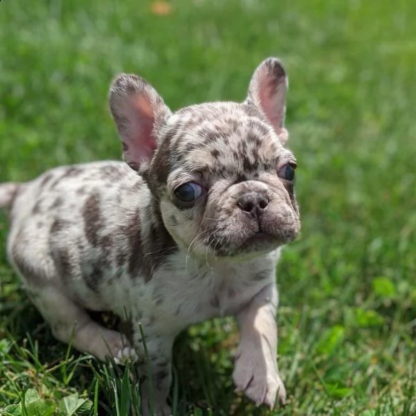 regalo:::regalo bulldog francese blu bianco femmina e maschio    regalo bellissimo cucciolo di bulld