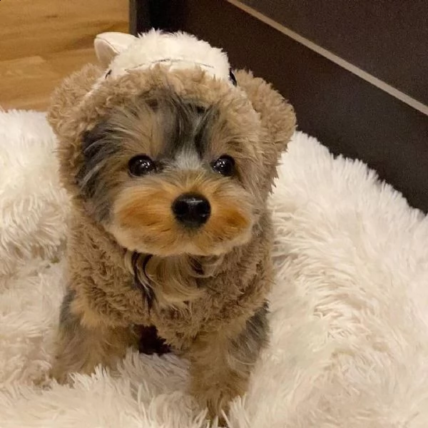 regalo  bellissimo yorkshire terrier mini toy  yorkshire terrier mini mini toy , pelo lungo e folt