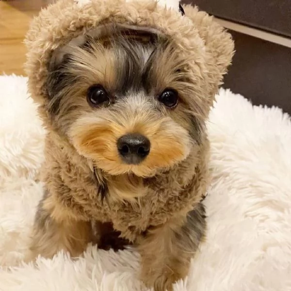 regalo  yorkshire toy cuccioli   yorkshire terrier, taglia piccola e toy, bellissimi cuccioli molto 