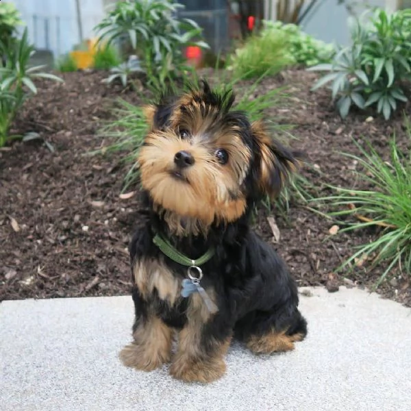  regalo  stupendi yorkshire terrier toy   disponibili stupendi cuccioli di yorkshire di mesi tre. i 