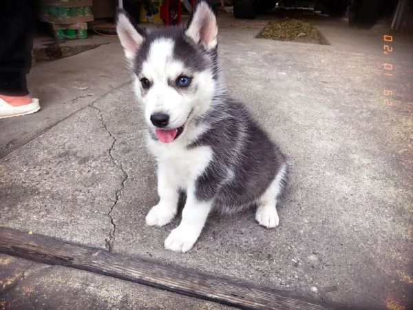 cuccioli di siberian husky | Foto 0