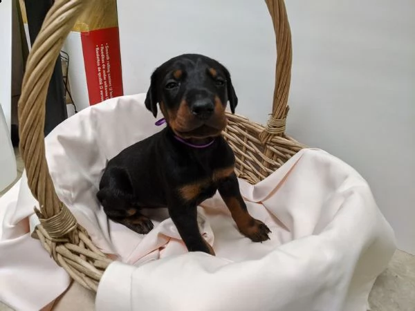 cuccioli di akc doberman