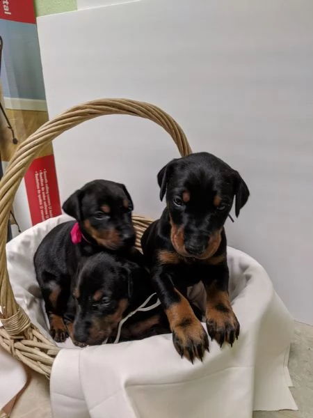 cuccioli di akc doberman | Foto 0