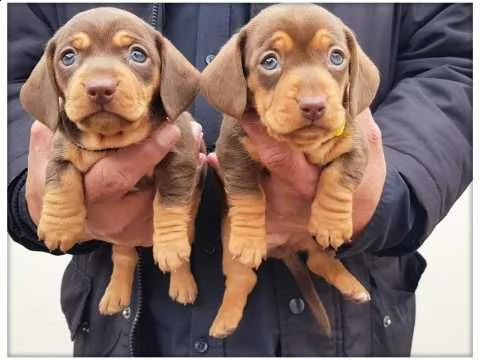 bassotto nano taglia piccola