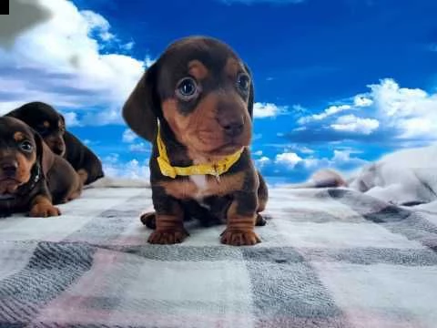 bassotto nano taglia piccola | Foto 0