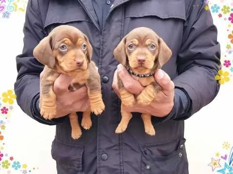 molto sani piccola bassotto nano | Foto 0