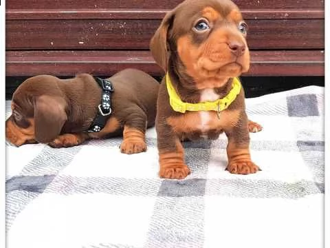 molto sani piccola bassotto nano