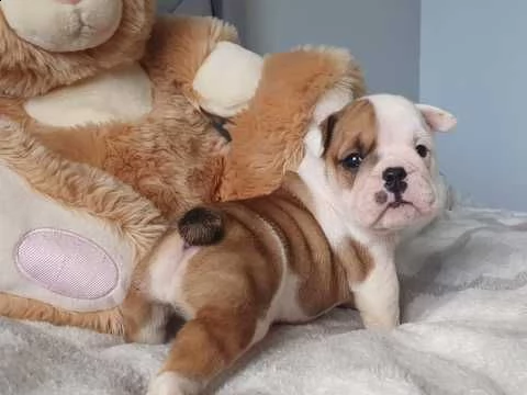 bulldog inglese affettuoso cuccioli