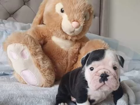 bulldog inglese affettuoso cuccioli | Foto 0