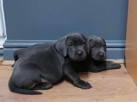 stupendi labrador retriever cuccioli
