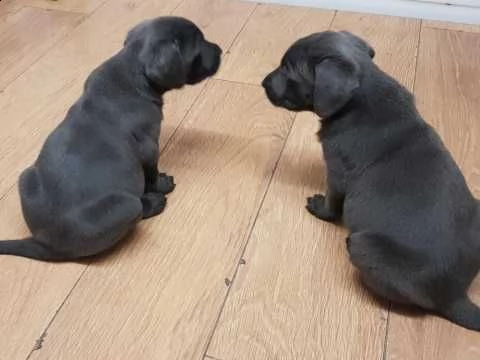 labrador retriever di 3 mesi con pedigree | Foto 0