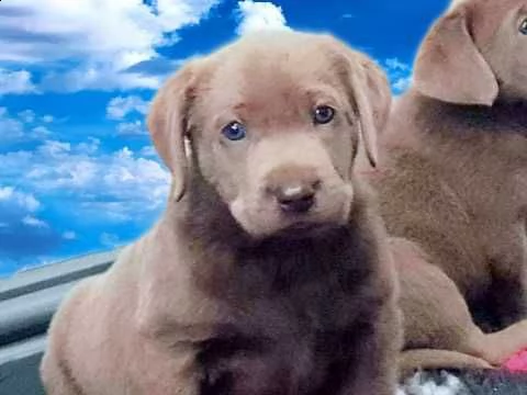 labrador retriever di 3 mesi con pedigree