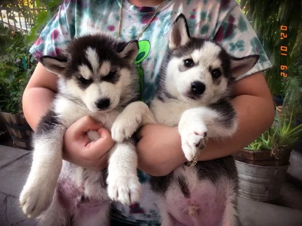 (cuccioli di siberian husky)