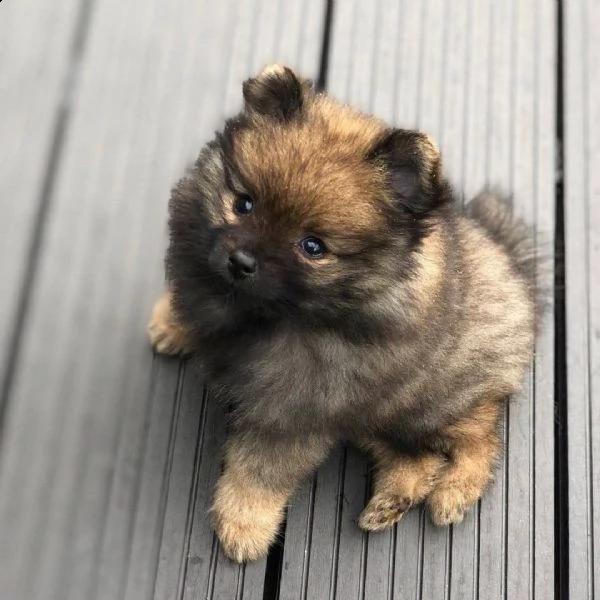 incredibile cucciolo pomernariano di 12 settimane