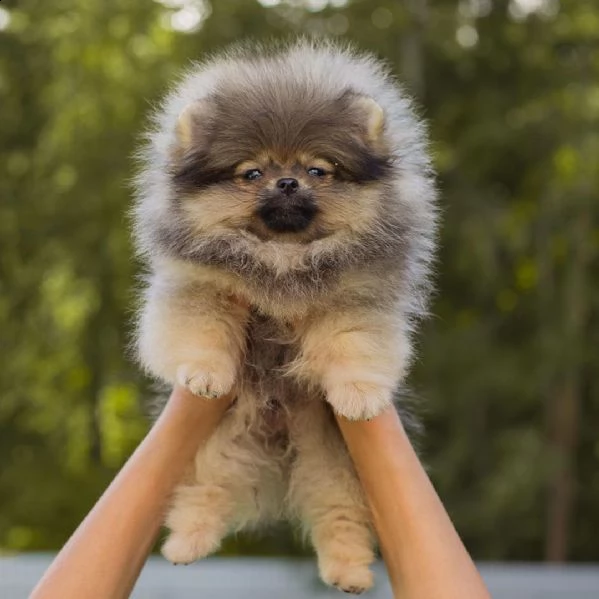 cucciolo pomeranian per adozione gratuita