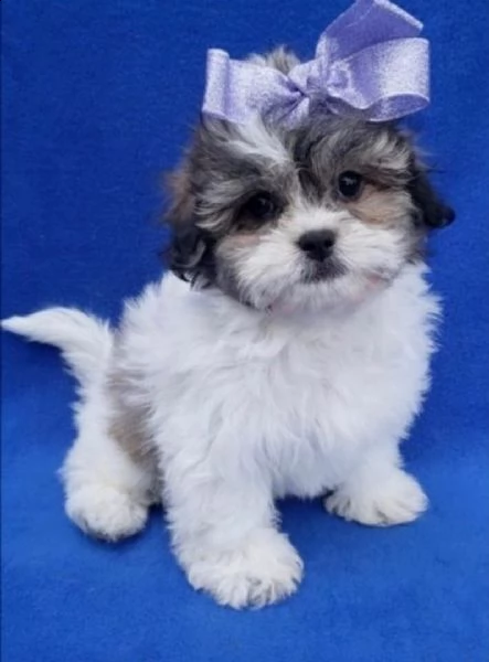  regalo bellissimi cuccioli allevati shih-tzu, colore bianco e nero.