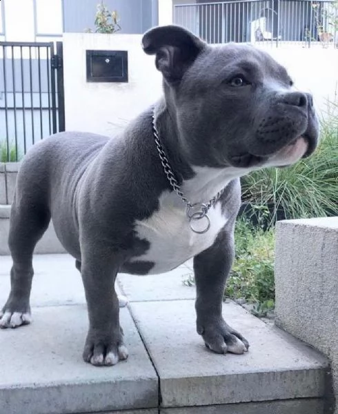 vendita cuccioli di pitbull | Foto 0