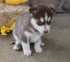 vendita cuccioli siberian husky | Foto 0