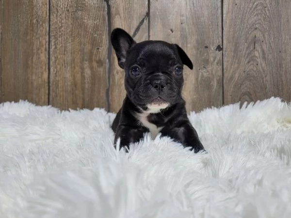 (bouledogue francesi maschio e femmina blu occhi blu) | Foto 3