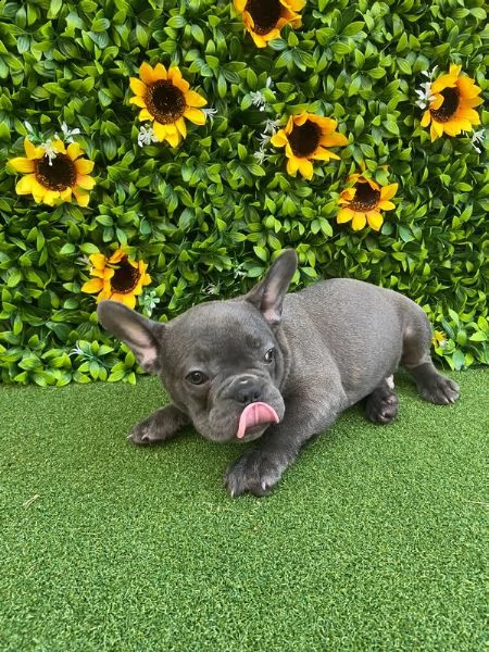 (bouledogue francesi maschio e femmina blu occhi blu) | Foto 2