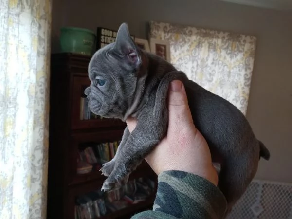(bouledogue francesi maschio e femmina blu occhi blu) | Foto 1