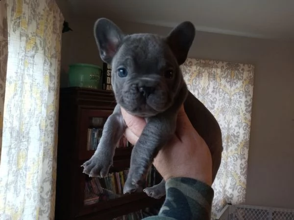 (bouledogue francesi maschio e femmina blu occhi blu) | Foto 0