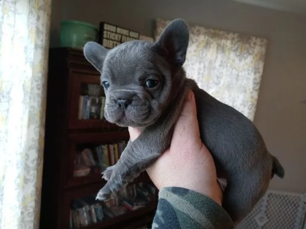 (bouledogue francesi maschio e femmina blu occhi blu)