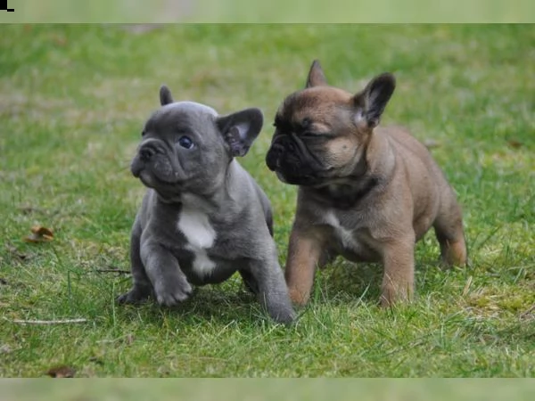 regalo cuccioli di cane a bulldog francese