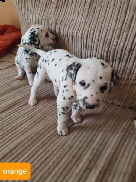  regalo abbiamo cuccioli di dalmata