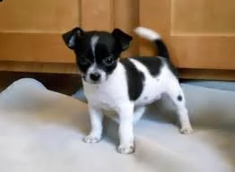 bellissimi cuccioli di chihuahua 1 maschio e 1 femmina disponibili per la vendita a prezzi contenuti