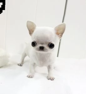 bellissimi cuccioli di chihuahua 1 maschio e 1 femmina disponibili per la vendita a prezzi contenuti