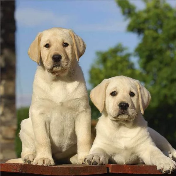  vendita cucciolo meravigliosi cuccioli labrador
