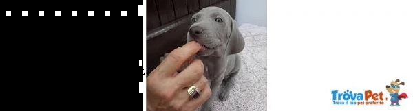 cuccioli weimaraner super top ! | Foto 0