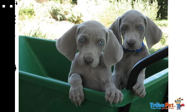 cuccioli weimaraner super top !