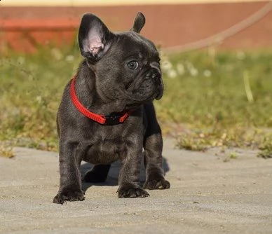 bellissimi cuccioli bulldog frances 1 maschio e 1 femmina disponibili in cerca di una nuova casa.