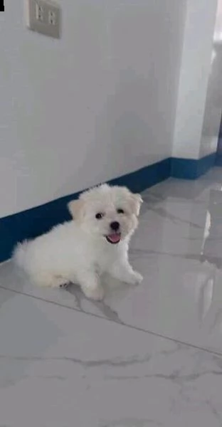 mini giocattolo maltese cucciolo