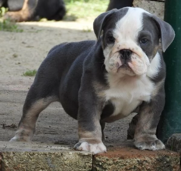 cuccioli di bulldog inglese