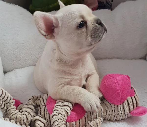 cuccioli di bouledogue francese | Foto 0