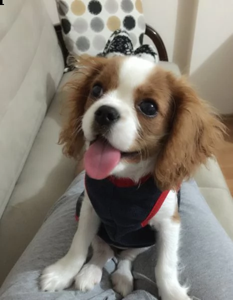 vendita cucciolo cuccioli cavalier king